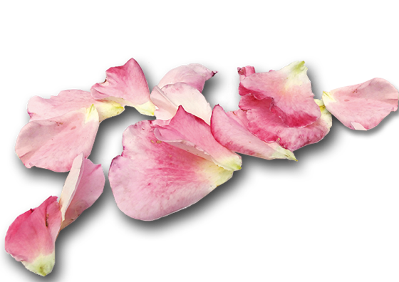 Rosenblätter lose verstreut