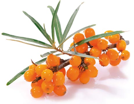 orange Sanddornfrüchte