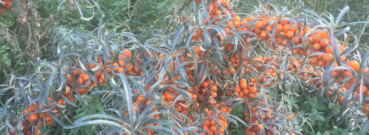 Strauch mit Sanddornbeeren